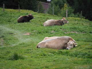 Brown cows resting on green pasture in countryside farm