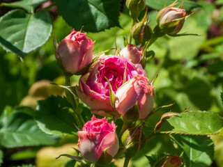 Elegant cluster of pink rosebuds and a blossoming flower in a sunlit garden