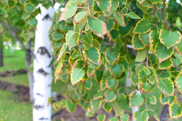 Autumn birch leaves