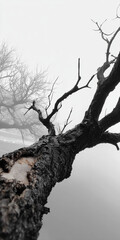 Decaying Tree with Blackened Bark and Barren Branches in Foggy Landscape