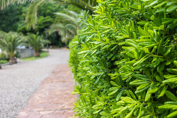 Green hedge with rain droplets along a path in a tropical garden. Nature freshness, summer...