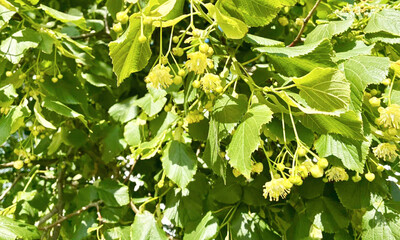Detailed view of linden foliage and delicate yellow flowers. Fragrant flowers. Close up of linden flowers and buds on unny day.