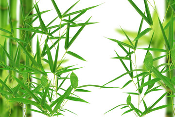  Bamboo leaf on transparante background