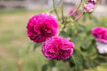 Close-up of blooming magenta roses in garden setting. Floral beauty, natural elegance and romantic...