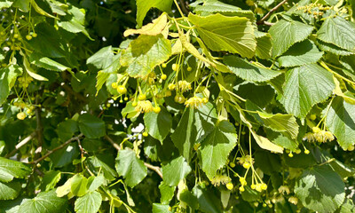 Close up of linden flowers and buds on sunny day. Fragrant flowers.