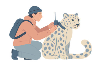 Researcher attaches tracking device to a snow leopard in a wildlife conservation effort