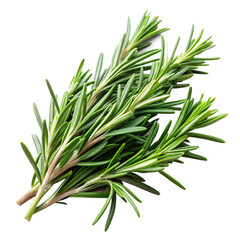 Fototapeta premium Rosemary Stems Without Shadow isolated on transparent background