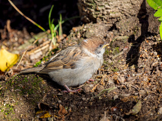 地面を歩くスズメの幼鳥