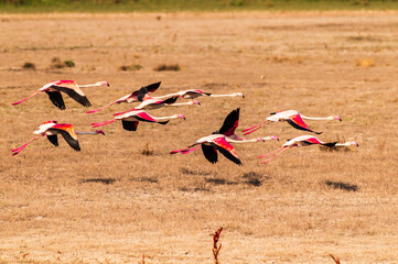 A group of flamingos flies low over grass in Spain