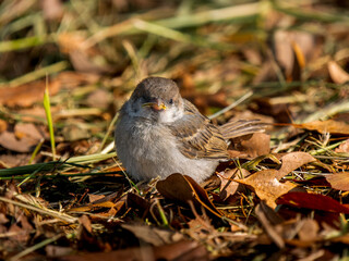 Obraz premium 地面を歩くスズメの幼鳥