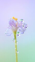 Close-up of a delicate lavender flower covered in water droplets, soft pastel background