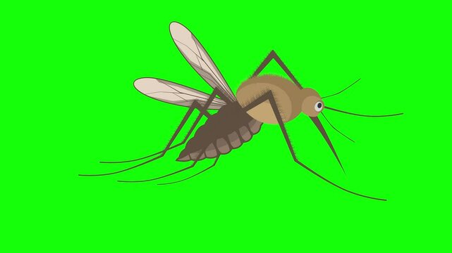 Animation featuring a brown mosquito isolated and flying over a green screen background.