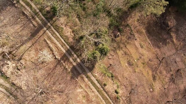 Top‑down drone view of blooming cherry orchards in spring.