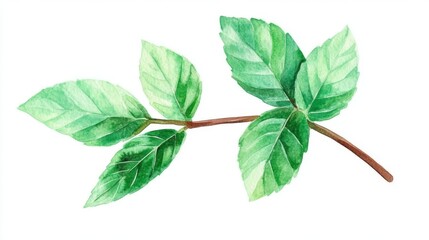 Fototapeta premium A fresh herb illustration, the watercolor mint sprig isolated on white is a hand-painted design element suitable for various applications, including culinary and botanical designs, as well as natural