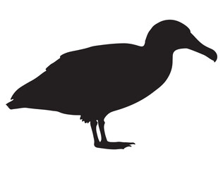 ALBATROSS BIRD SILHOUETTE