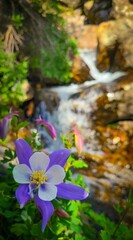 Close up of a purple and white columbine flower with a waterfall in the background