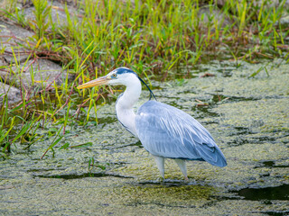 水辺のアオサギ