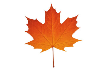 Vibrant orange maple leaf suspended against transparent backdrop, highlighting seasonal hues and delicate natural texture