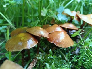 mushroom in the grass
