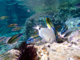 Ocean blue underwater with sunrays, Underwater Sea Deep Water Abstract Sunshine, sea wave , clean waters in summer time, Natural underwater seascape, sand on ocean floor and water surface with sunligh