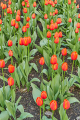 Field of Red and Yellow Tulips in Bloom