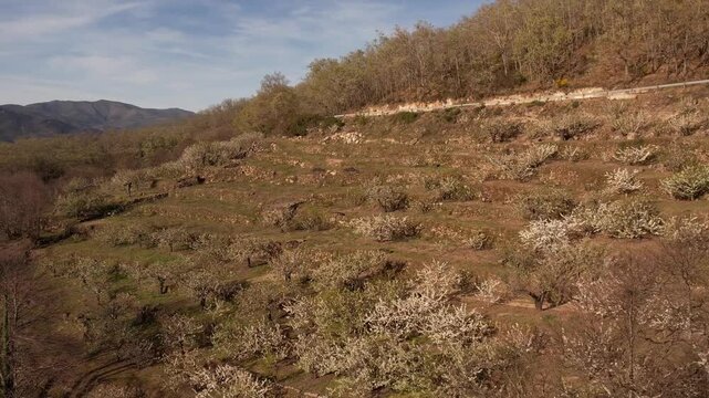 Aerial drone footage of spring cherry blossom valley and river landscape in Spain.