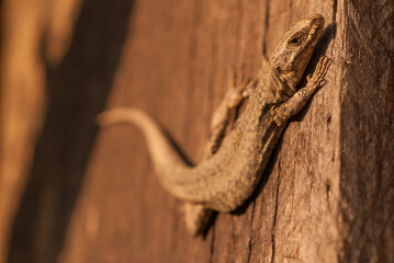 Close-up of a wall lizard