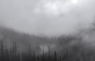 A grayscale view of a foggy landscape with trees and a cloudy sky in the background