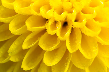 Bright yellow flower in macro view highlighting petal patterns