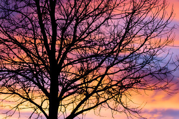 Dramatic silhouette of a leafless tree highlighted by a colorful autumn sunset