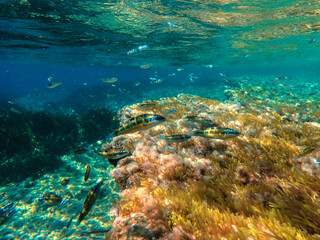 Fototapeta premium Ocean blue underwater with sunrays, Underwater Sea Deep Water Abstract Sunshine, sea wave , clean waters in summer time, Natural underwater seascape, sand on ocean floor and water surface with sunligh