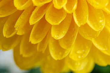 Yellow petaled bloom with rich detail and round symmetry
