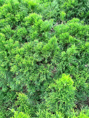 green moss background, Close up shot of vibrant green pine tree leaves, lush green pine foliage background, close up pine needle texture, evergreen conifer plant wallpaper
