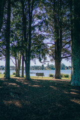 Fototapeta premium morning in the park