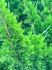 Closeup Lush Foliage Texture from Garden Hedge Leaves, close up of green pine in Taiwan, pine tree texture for design, high resolution pine needles background, abstract green foliage wallpaper