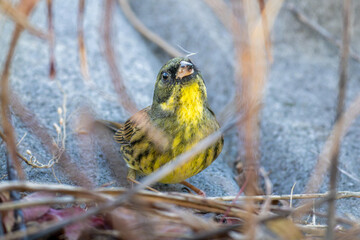 枝にとまるアオジ