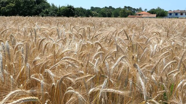 Campo de trigo com as espigas j&aacute; maduras e pronto para a colheita num dia ensolarado e floresta ao fundo