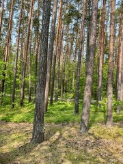 pine forest in summer