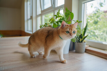 A British ginger cat walks through a room among indoor plants.