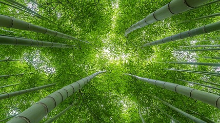 Lush green bamboo forest canopy viewed from below tall stalks and vibrant foliage