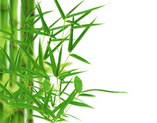  Bamboo leaf on white background