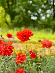 red poppies in the garden
