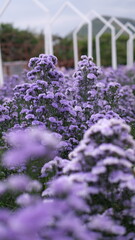 Obraz premium purple chrysanthemums flowers in the garden with blur background, shallow depth of field, selective focus
