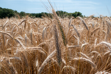 Quinta agrícola com trigo maduro e pronto para a colheita com um céu azul e algumas árvores ao...