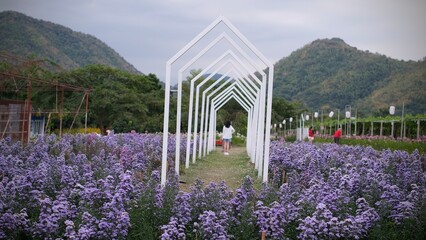 Beautiful purple chrysanthemums flowers field with white arch and mountain in background.