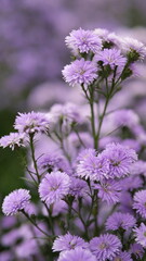 Obraz premium purple chrysanthemums flowers in the garden with blur background, shallow depth of field, selective focus