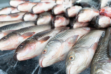 Fresh fish lies on ice in a supermarket