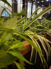 Obraz premium Close up of a green plants in cafe