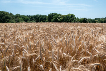 Fazenda rural com plantação de trigo com as espigas já maduras e pronto para a colheita num dia ensolarado e floresta ao fundo