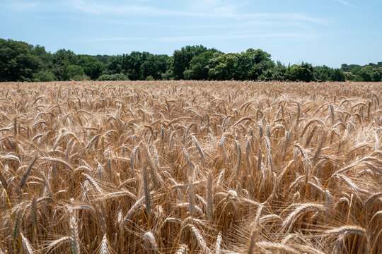 Fazenda rural com planta&ccedil;&atilde;o de trigo com as espigas j&aacute; maduras e pronto para a colheita num dia ensolarado e floresta ao fundo